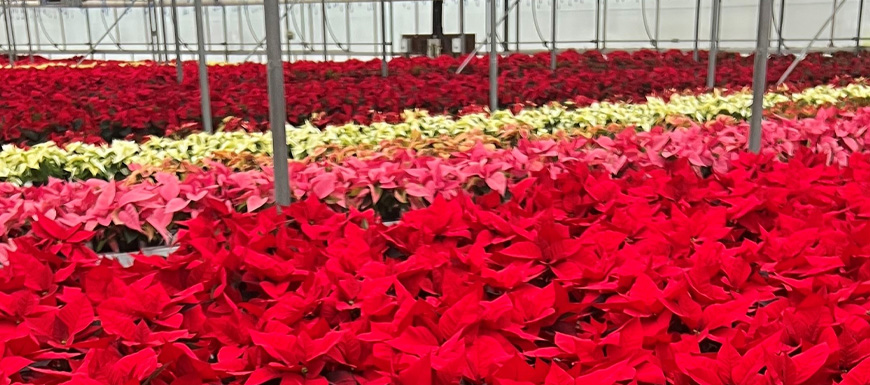 colourful area holding many poinsettias